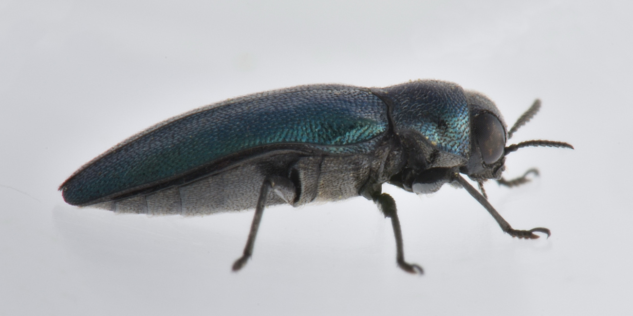 Buprestidae: Meliboeus parvulus (= violaceus)